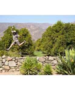 KAVU Hit The Road Short | Men's New